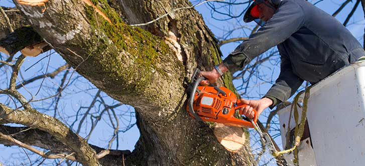 Tree Trimming Services Sugar Land TX